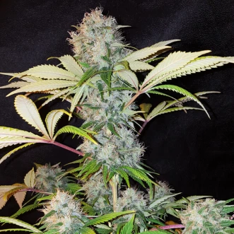 Семена конопли Auto Bubble Kush Feminised Silver - 500 шт